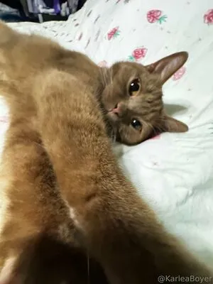 Karleaxoxo OnlyFans Leaked Free Thumbnail Picture - #wzKXsAmUfV