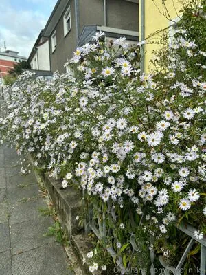 Karolin Ka OnlyFans Leaked Free Thumbnail Picture - #5DTnpHO1TV