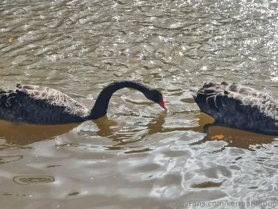 Kerryanntone OnlyFans Leaked Free Thumbnail Picture - #ImRPqbLKoJ