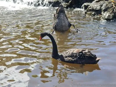 Kerryanntone OnlyFans Leaked Free Thumbnail Picture - #nz9Qy4yRIx