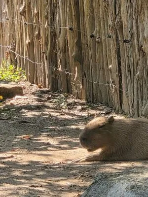 Kim Chaewon OnlyFans Leaked Free Thumbnail Picture - #BfOXy7GWEu