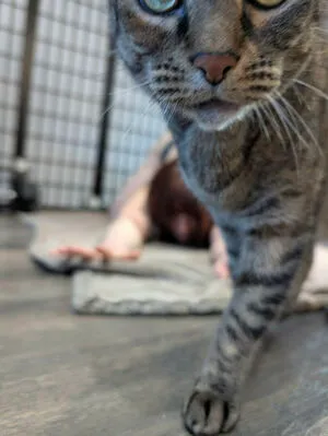 Kitty Bit Games OnlyFans Leaked Free Thumbnail Picture - #YEEOWL8PgR
