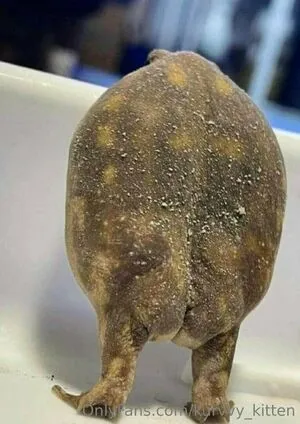 Kurvvy Kitten OnlyFans Leaked Free Thumbnail Picture - #fcKeEfyfg9