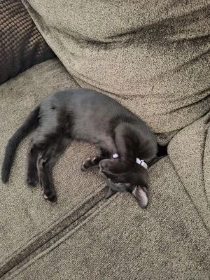 Kyanikitty OnlyFans Leaked Free Thumbnail Picture - #qsmJh9jRTO