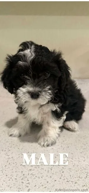 Kylerquinnporn OnlyFans Leaked Free Thumbnail Picture - #PVUbjURiGX