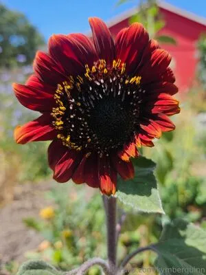 Kymberquinn OnlyFans Leaked Free Thumbnail Picture - #RMTQTvmeJf