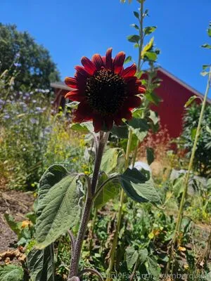 Kymberquinn OnlyFans Leaked Free Thumbnail Picture - #lGMOsI0DqM