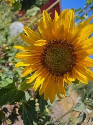 Kymberquinn OnlyFans Leaked Free Thumbnail Picture - #s1nPI7FivE