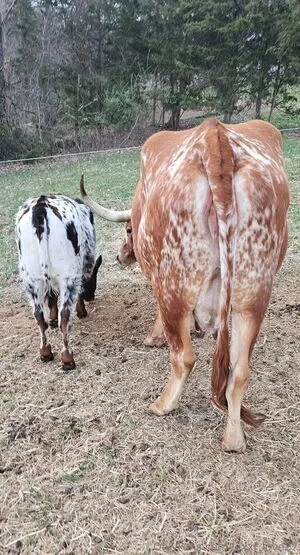 Lexxi Love27 OnlyFans Leaked Free Thumbnail Picture - #Uwu9zlVngn