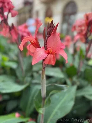 Lexyy Grey OnlyFans Leaked Free Thumbnail Picture - #wHp7mo7NrB