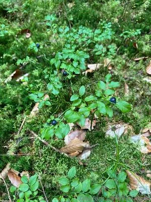 Liebe Ingrid OnlyFans Leaked Free Thumbnail Picture - #BfLsWNkEZ9