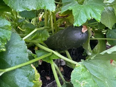 Lilrosiedoll OnlyFans Leaked Free Thumbnail Picture - #87BIZ3pMYy