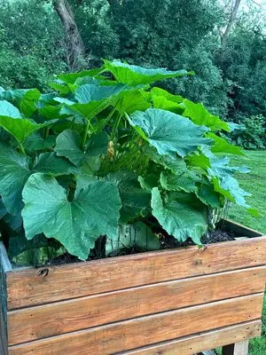 Lilrosiedoll OnlyFans Leaked Free Thumbnail Picture - #NJUrXBdkEt