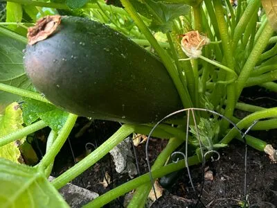 Lilrosiedoll OnlyFans Leaked Free Thumbnail Picture - #SYUTRuTbBr