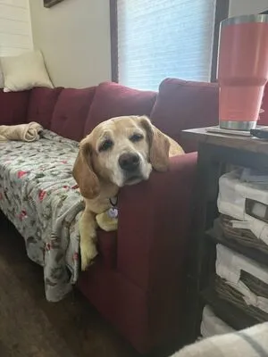 Lilrosiedoll OnlyFans Leaked Free Thumbnail Picture - #qumFqHZLtj