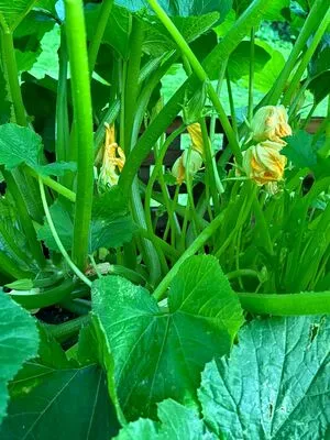 Lilrosiedoll OnlyFans Leaked Free Thumbnail Picture - #rUzv6Yzon6