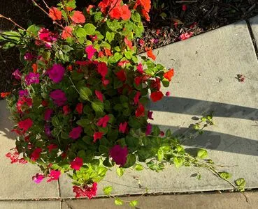 Lilrosiedoll OnlyFans Leaked Free Thumbnail Picture - #yYtGGoyV3x