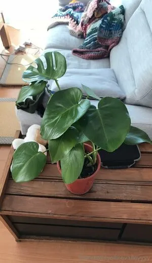 Lilyofthevalleyyyy OnlyFans Leaked Free Thumbnail Picture - #8IxphfHFaN