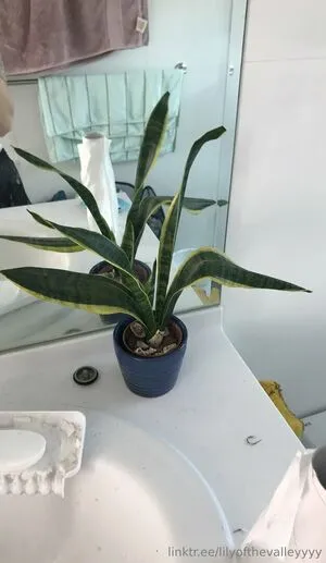 Lilyofthevalleyyyy OnlyFans Leaked Free Thumbnail Picture - #uUVZJ2ot7G