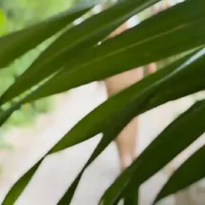 Littleaznchat OnlyFans Leaked Free Thumbnail Picture - #uuxc5fm6cn