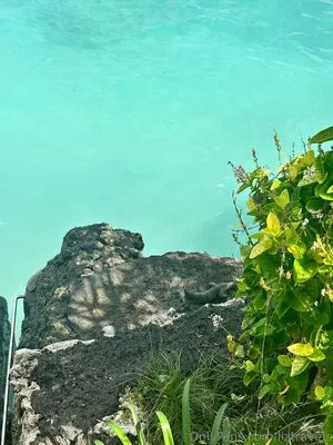 Liztravels OnlyFans Leaked Free Thumbnail Picture - #twbn1N147Z