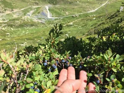 Lou Charmelle OnlyFans Leaked Free Thumbnail Picture - #Nn9BhQcuUo