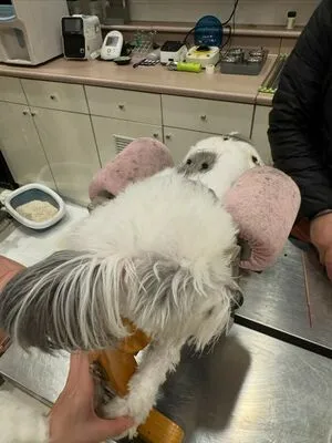 Lovxena OnlyFans Leaked Free Thumbnail Picture - #gYksk6WAbD