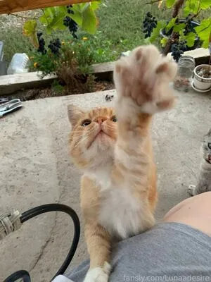 Lunaadesire OnlyFans Leaked Free Thumbnail Picture - #ITGjMm8NpW