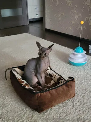 Lunaaura Home OnlyFans Leaked Free Thumbnail Picture - #QDu392Vg4A