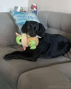 Maggiegreenlive OnlyFans Leaked Free Thumbnail Picture - #QB0IhRuL7p