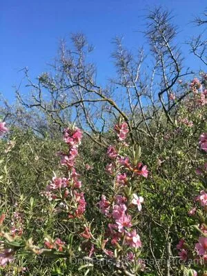 Magnetic Ami OnlyFans Leaked Free Thumbnail Picture - #BWWcC9bFaR