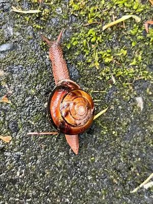 Makisbed OnlyFans Leaked Free Thumbnail Picture - #98vkiQ11Vo