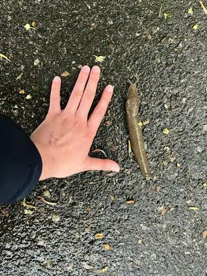 Makisbed OnlyFans Leaked Free Thumbnail Picture - #GES4z2fr7y