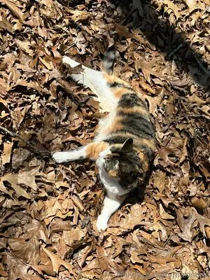 Makisbed OnlyFans Leaked Free Thumbnail Picture - #pTvgiuf9Aj