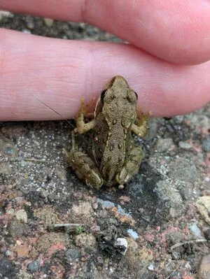 Maplemooncosplay OnlyFans Leaked Free Thumbnail Picture - #Cj5MceI4Fd