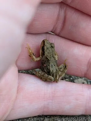 Maplemooncosplay OnlyFans Leaked Free Thumbnail Picture - #hxSN4BNyX9