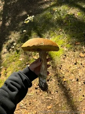 Medusa4prsdnt OnlyFans Leaked Free Thumbnail Picture - #L5FihoDc2u