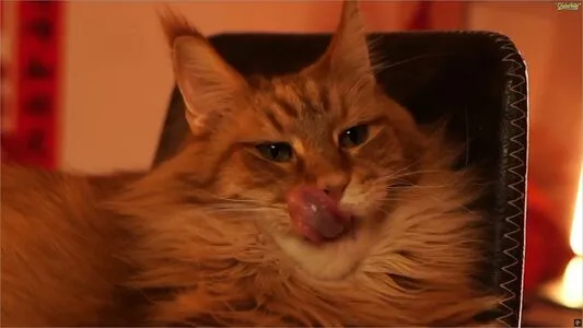 Meganmeow OnlyFans Leaked Free Thumbnail Picture - #AmIn3hfn8C
