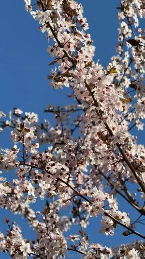 Mhpeach OnlyFans Leaked Free Thumbnail Picture - #OTqDrc0wPf