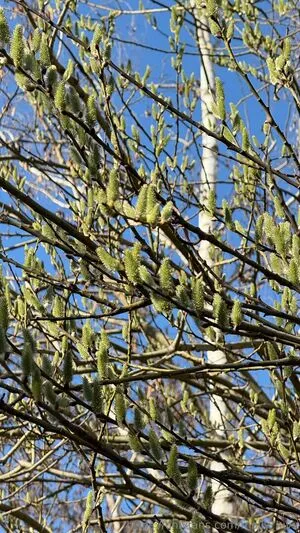 Mhpeach OnlyFans Leaked Free Thumbnail Picture - #TnaKul7fHt