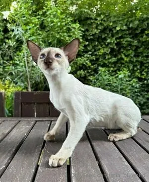 Mia Bluebird OnlyFans Leaked Free Thumbnail Picture - #DkOuEp6LAa