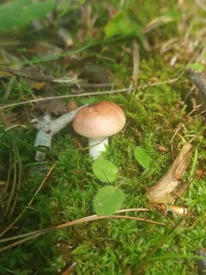 Milky OnlyFans Leaked Free Thumbnail Picture - #zkL9dbPgRn