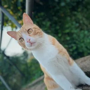 Miomio Free OnlyFans Leaked Free Thumbnail Picture - #C1l9NbtznD