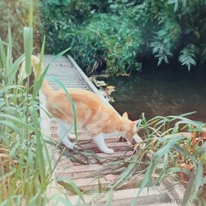 Miomio Free OnlyFans Leaked Free Thumbnail Picture - #CDE0KtZqU9