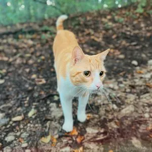 Miomio Free OnlyFans Leaked Free Thumbnail Picture - #iUR5x8XuUM