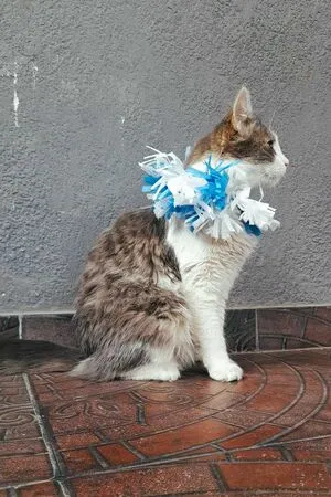 Miss Laia OnlyFans Leaked Free Thumbnail Picture - #5q521UUIcH