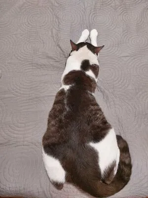 Miss Laia OnlyFans Leaked Free Thumbnail Picture - #G7sSaDQ74y