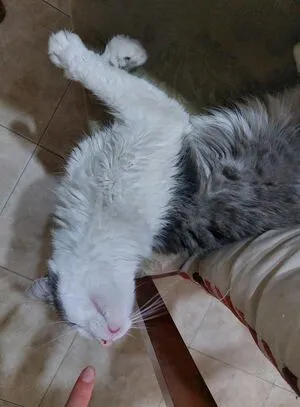 Miss Laia OnlyFans Leaked Free Thumbnail Picture - #HKJdUynzOV