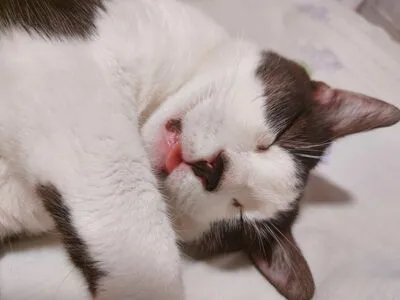 Miss Laia OnlyFans Leaked Free Thumbnail Picture - #ocnIfbuIfg