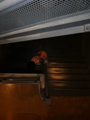 Missmyarose OnlyFans Leaked Free Thumbnail Picture - #vEPaRPPR2E